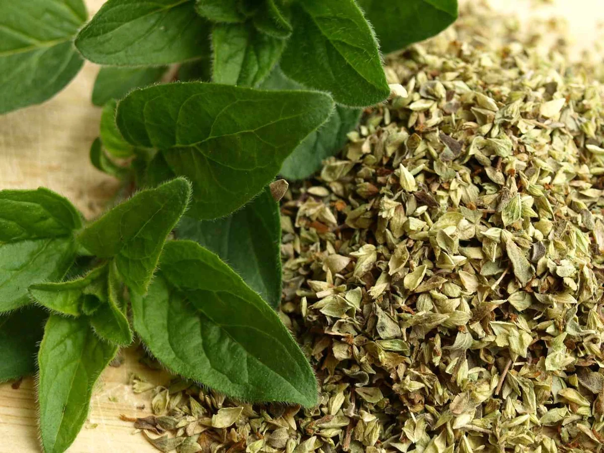 Dried oregano beside fresh oregano leaves