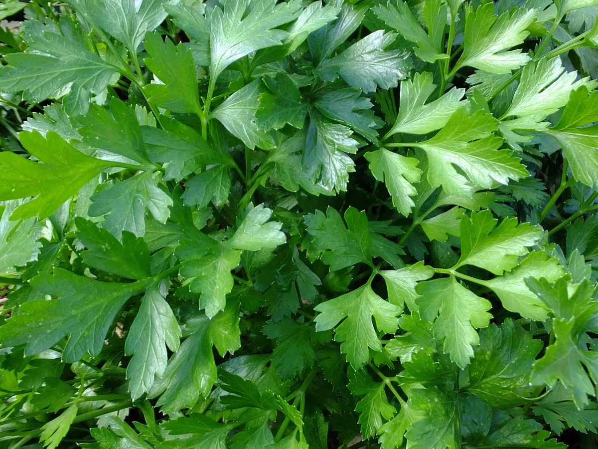 Dense curly parsley leaves growing in close-up.