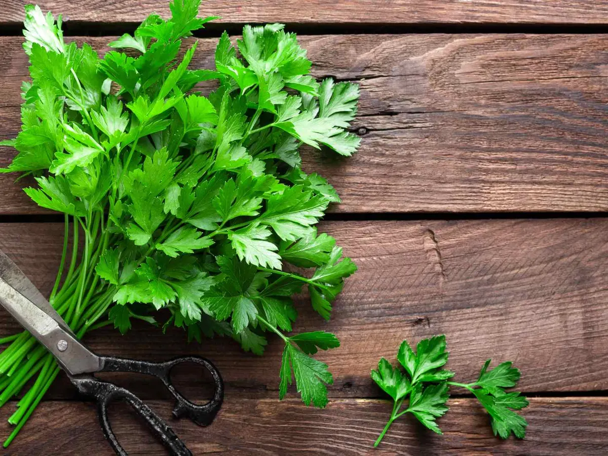 Flat-leaf parsley plants filling the frame.