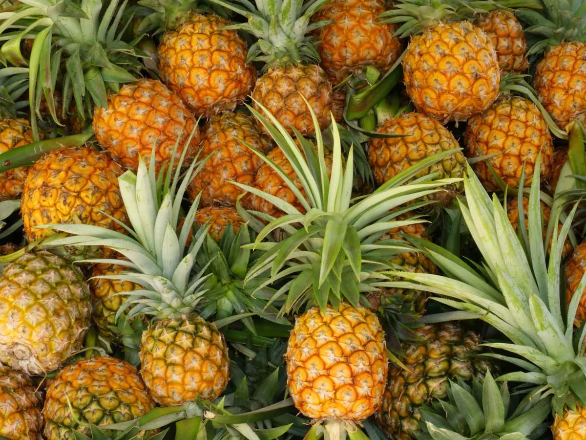 Dozens of whole pineapples stacked together with leafy crowns attached.