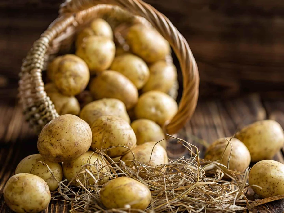Small unwashed potatoes spilling from a wicker basket onto straw.