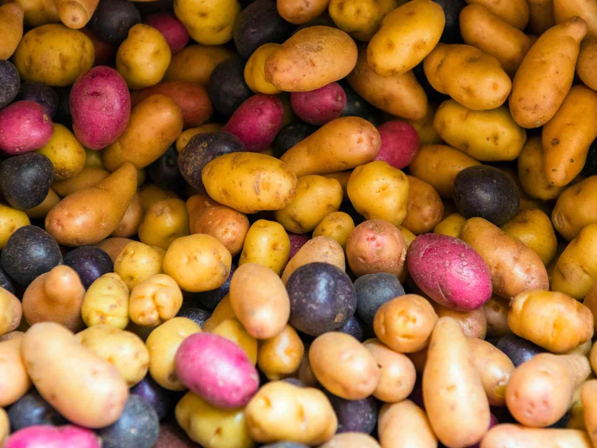 Yellow, red, and purple potatoes piled together at a market.