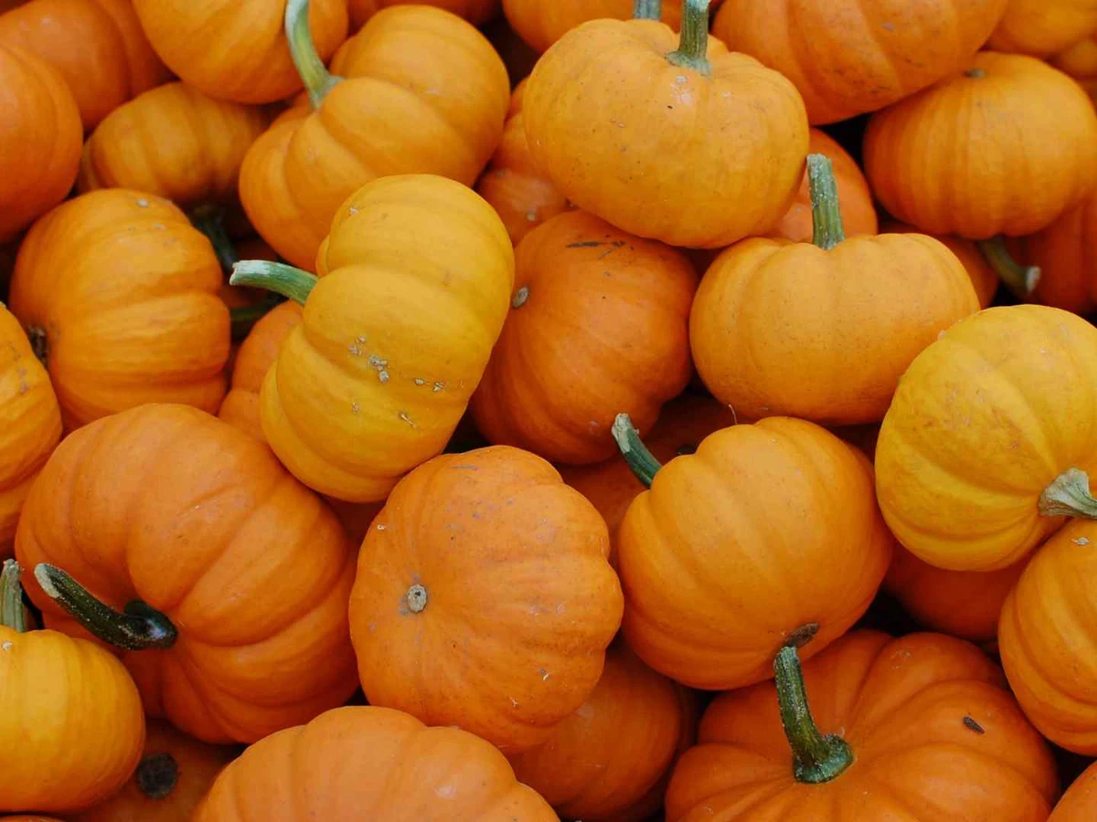 A market pile of small orange pumpkins with stems attached.