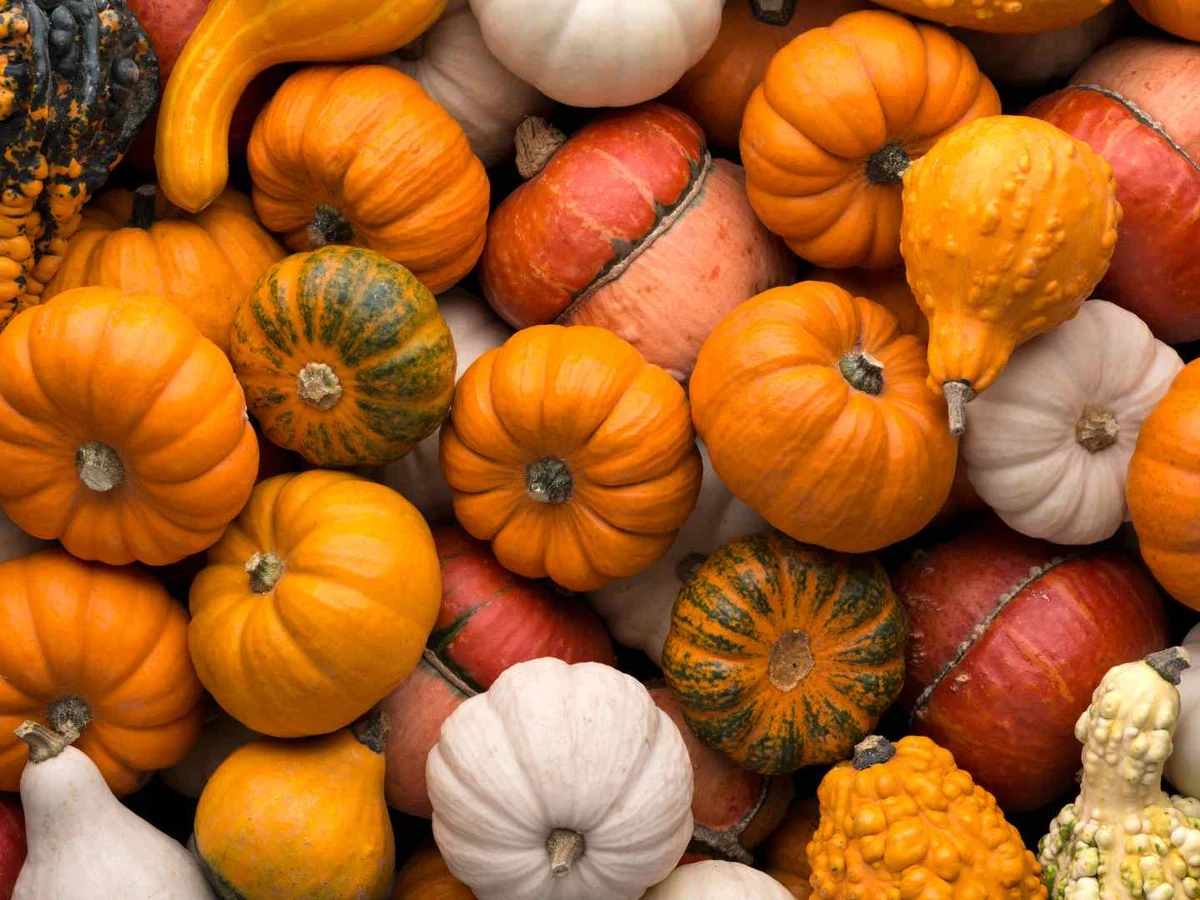 A mixed pile of orange, white, green, and striped decorative gourds.