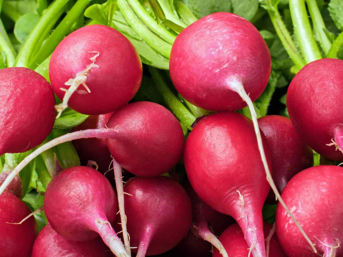 Fresh red radishes with leafy green tops