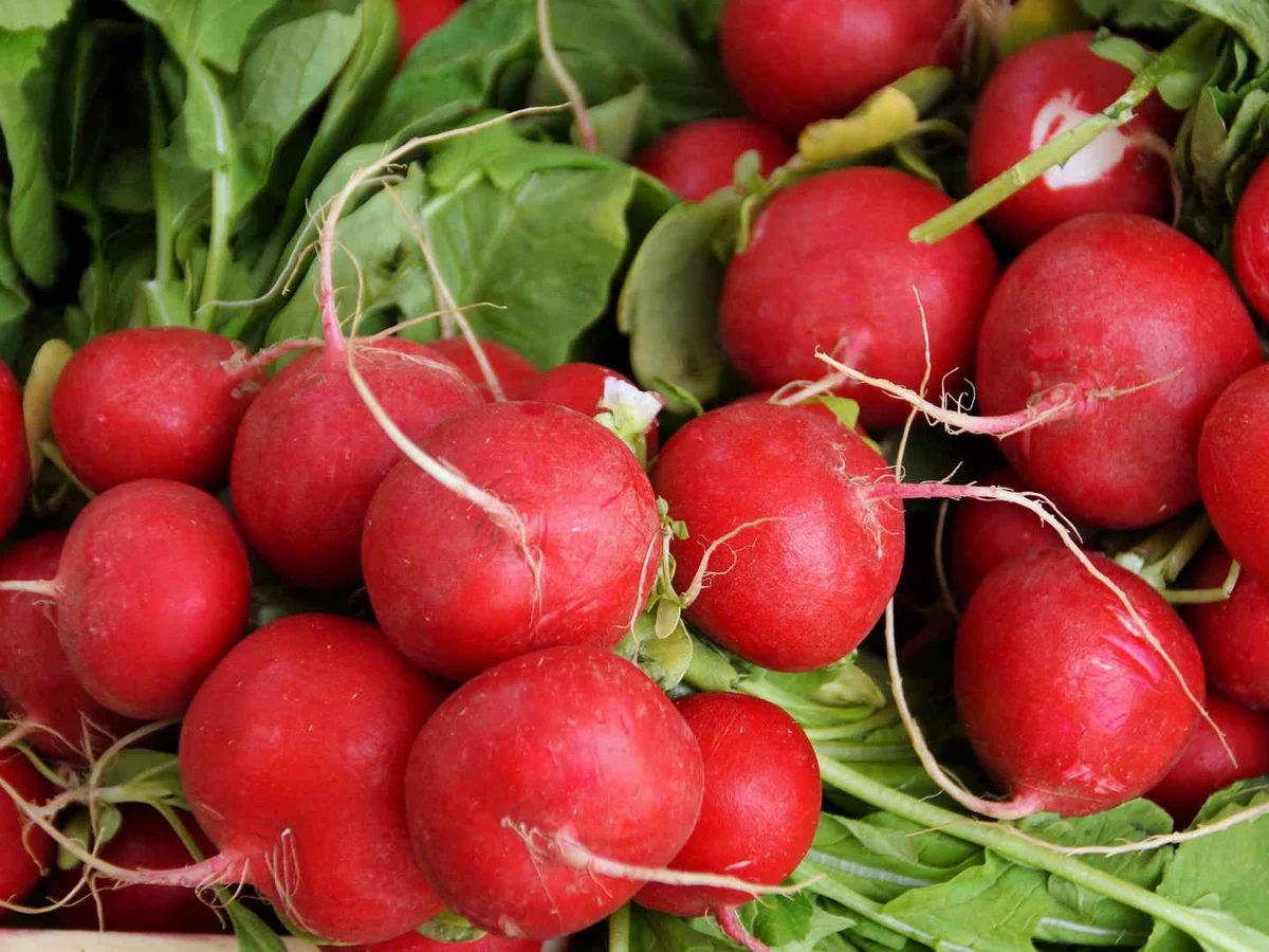 Bunches of red radishes at a market