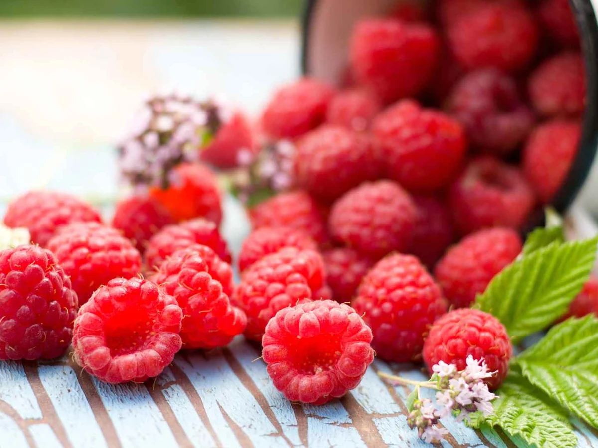Fresh raspberries with green leaves beside a tipped metal cup