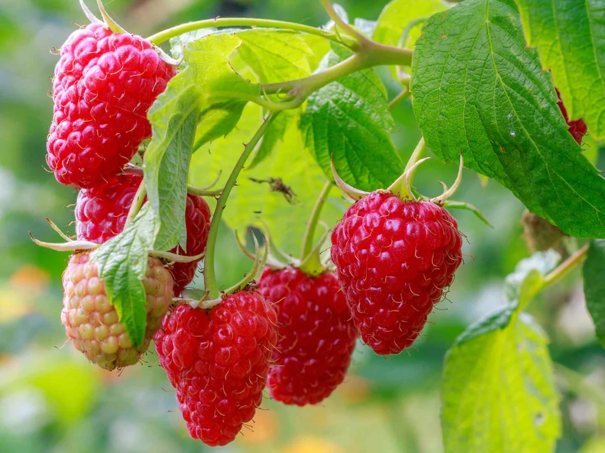 Ripe raspberries hanging from a leafy garden cane