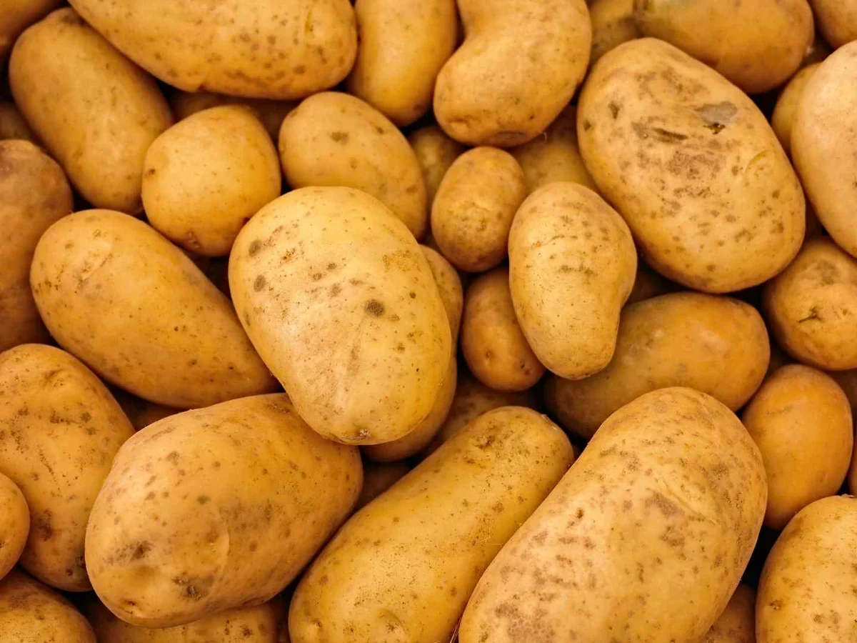 A dense pile of whole raw potatoes