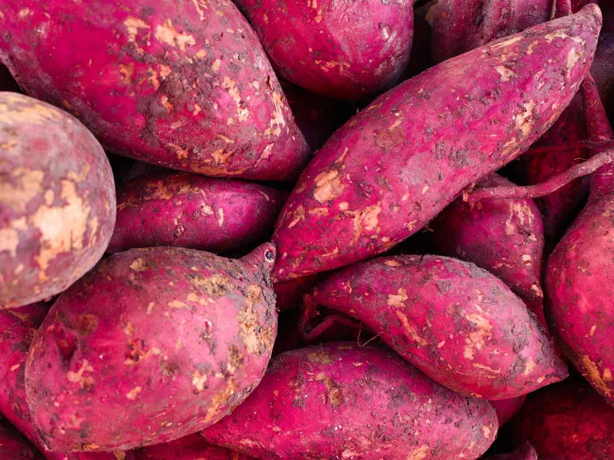 A pile of purple-skinned sweet potatoes