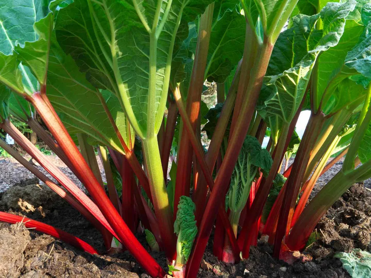 Rhubarb stalks and leaves growing in a garden