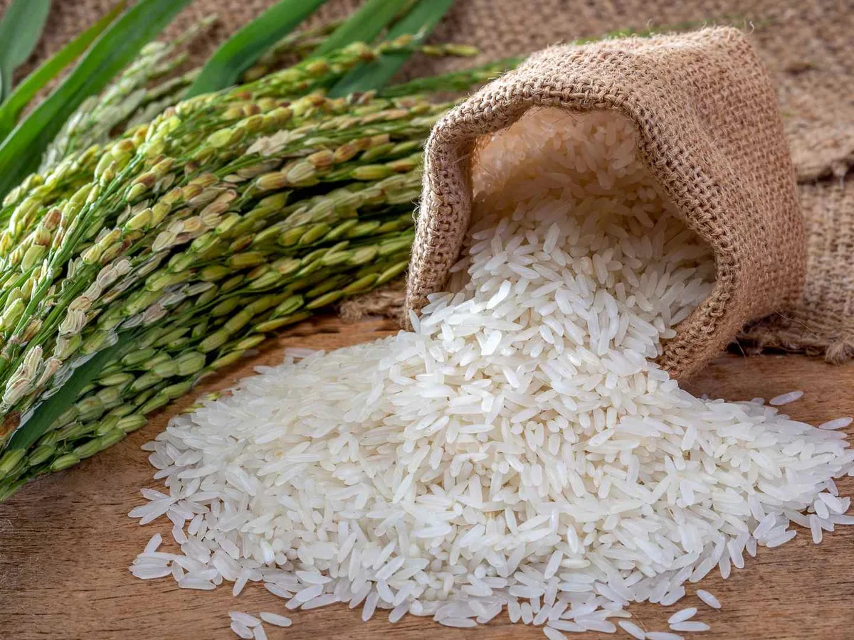 Uncooked white rice spilling from a burlap bag beside rice stalks.