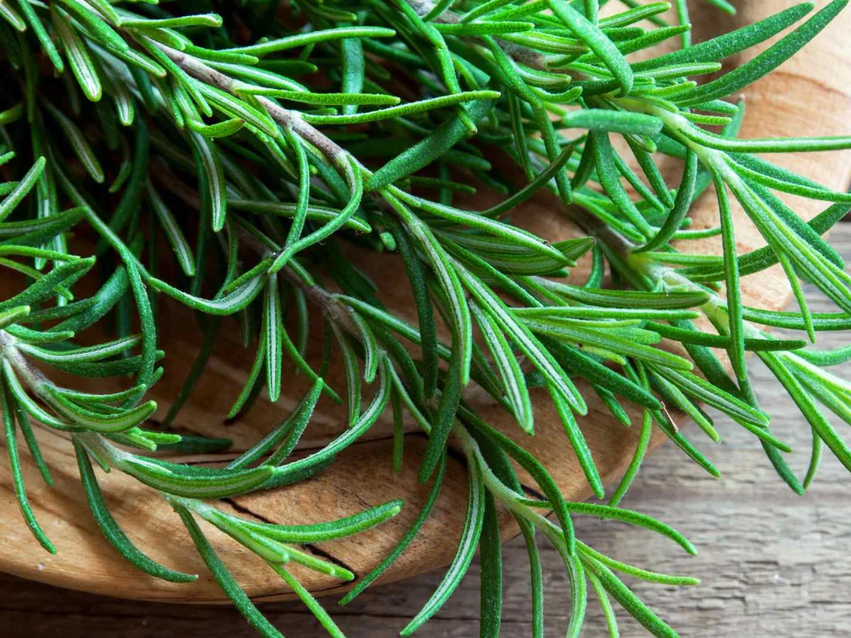 Fresh rosemary sprigs on a wooden table
