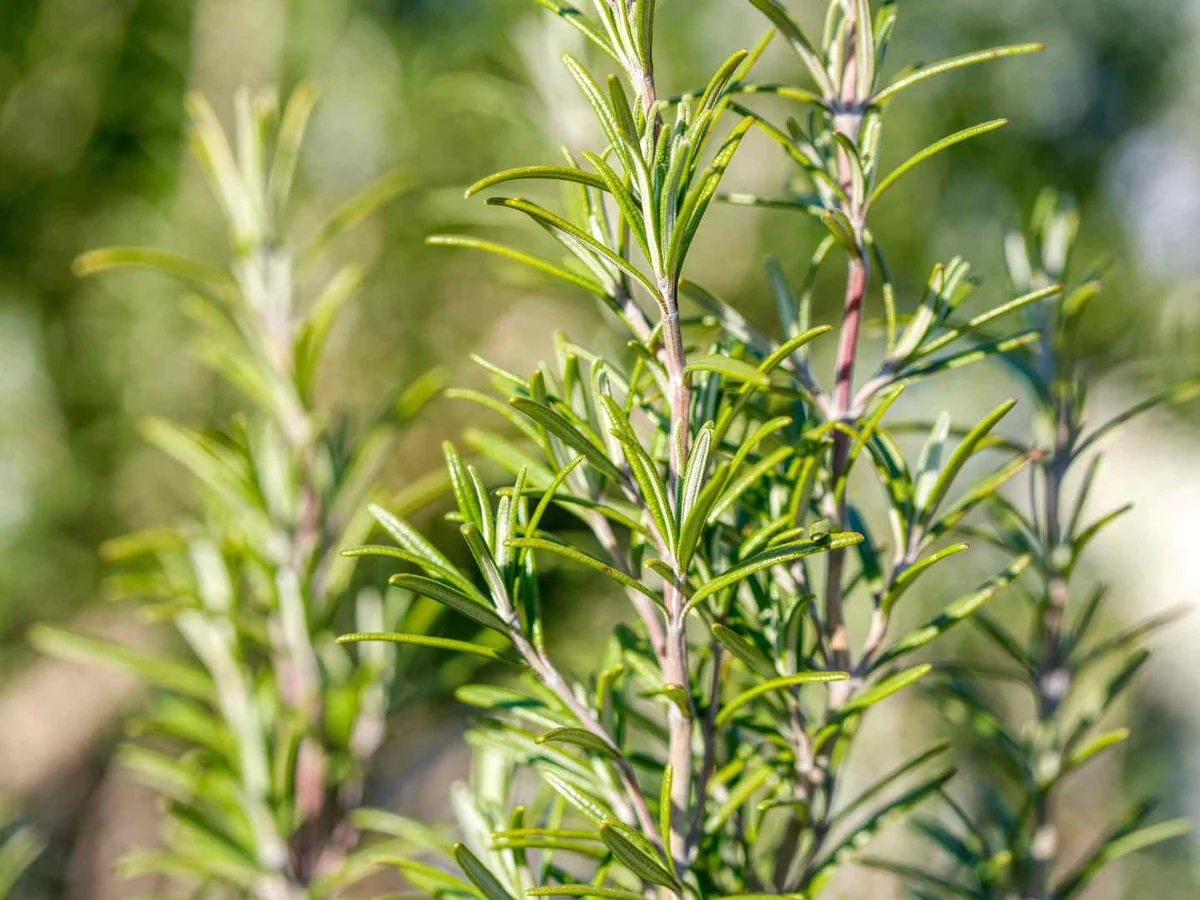 A rosemary plant growing outdoors