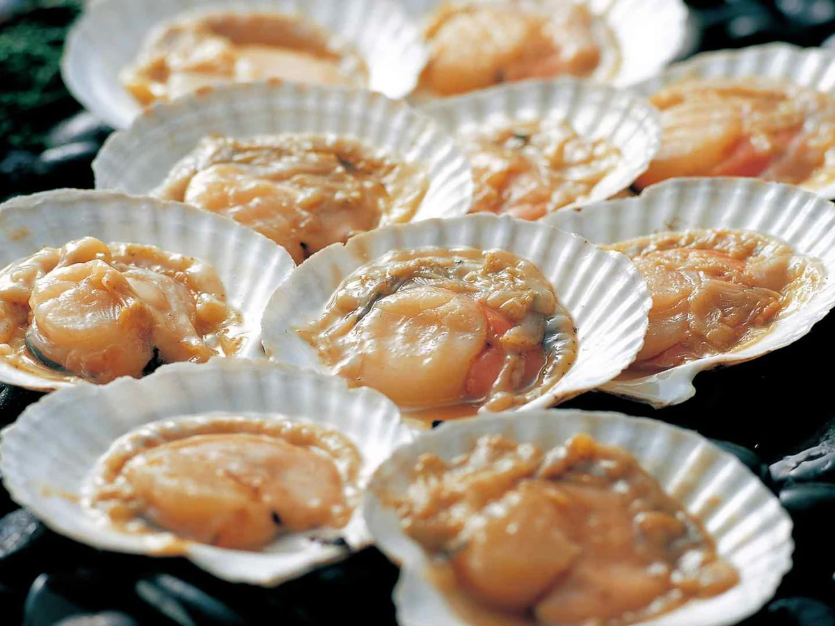Raw scallops displayed in open shells