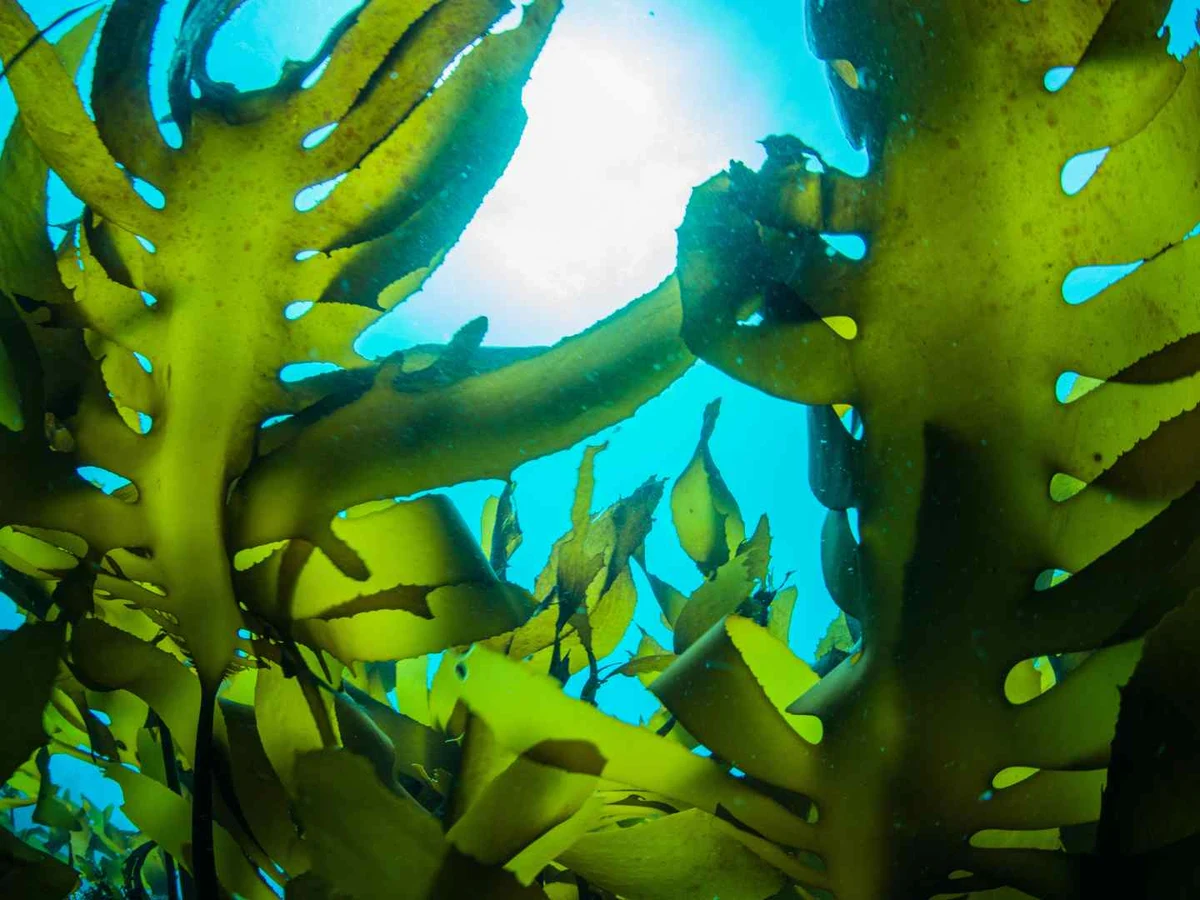 Large green kelp fronds growing underwater in blue ocean light.