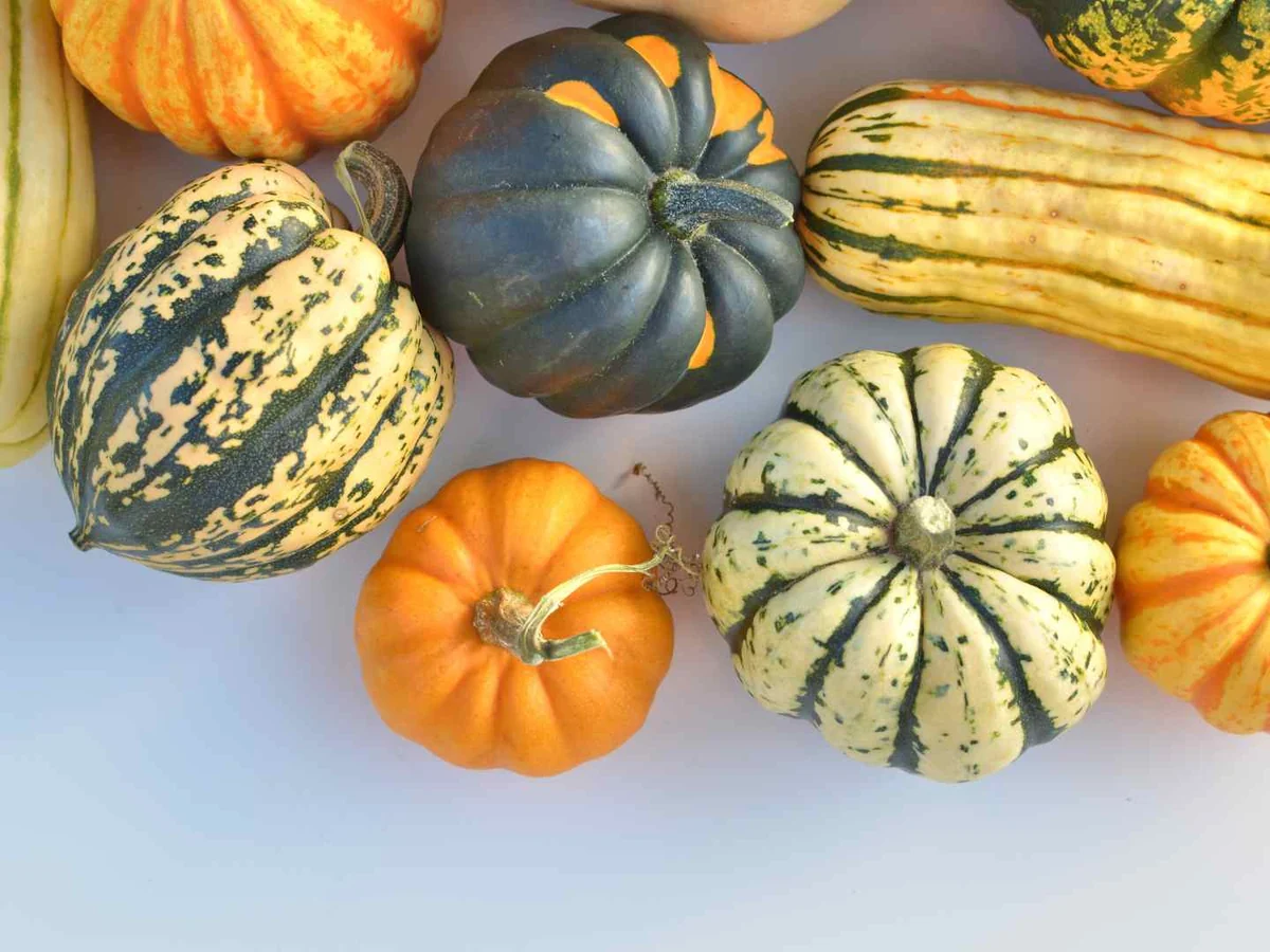 An assortment of whole decorative squashes viewed from above