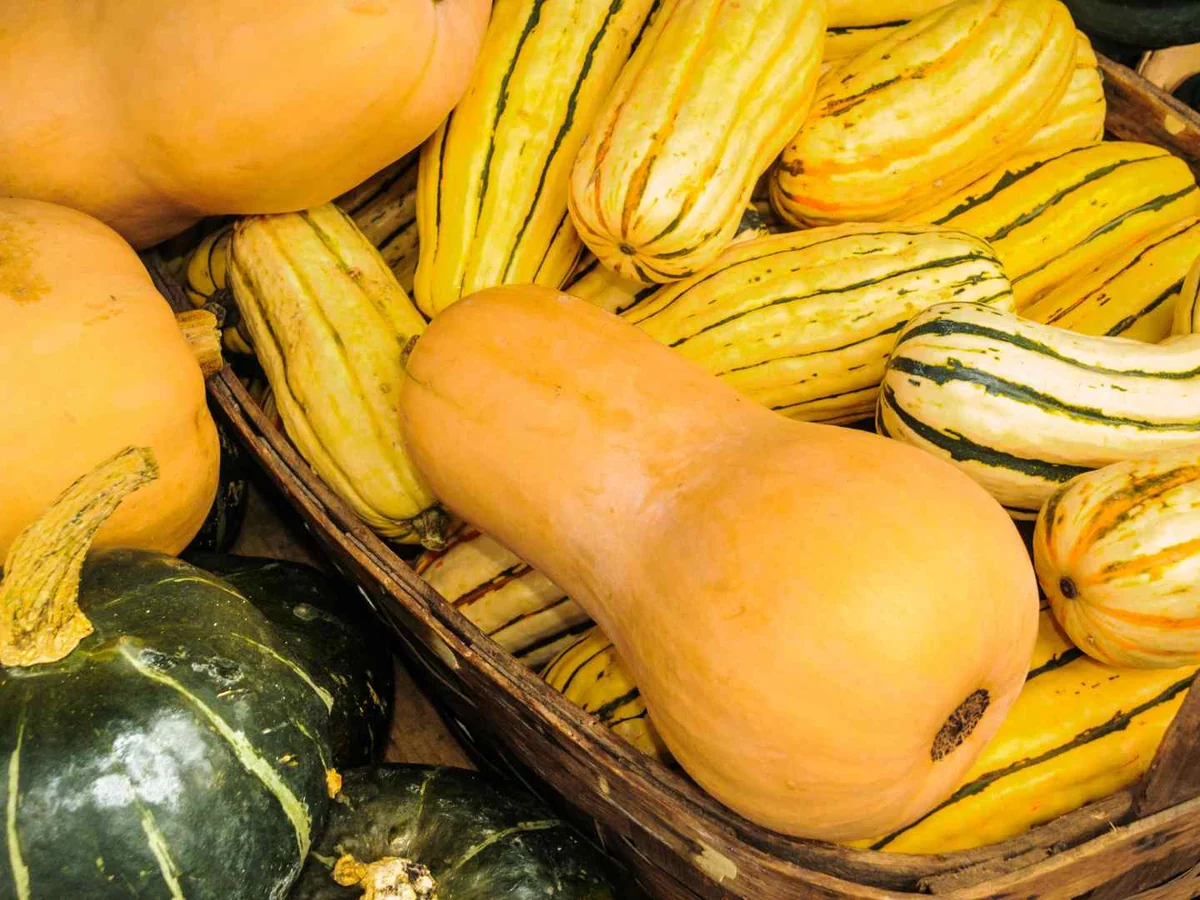 A basket filled with yellow, green, and striped squashes