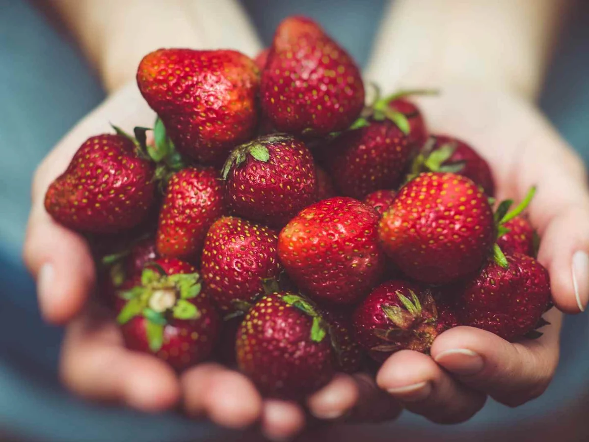 Two hands holding a mound of fresh strawberries