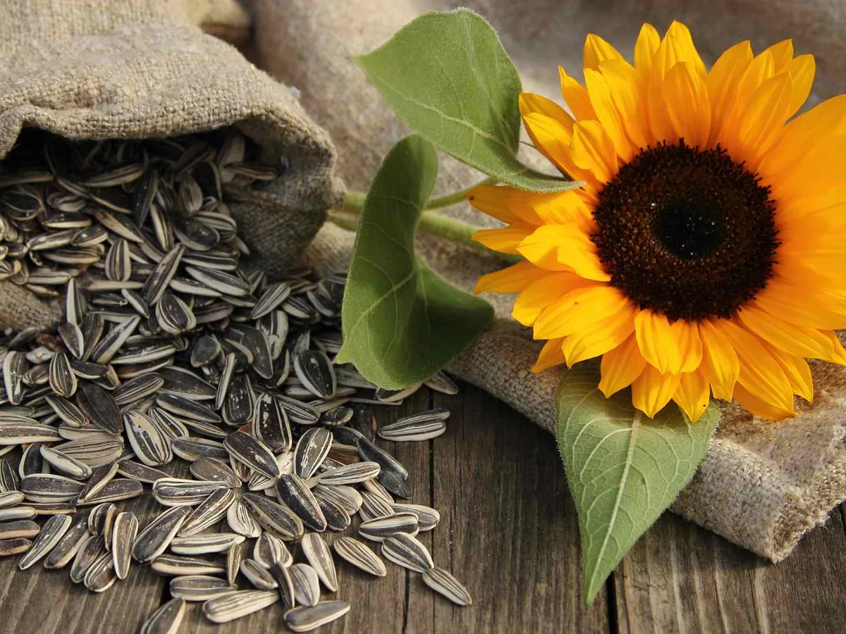 Striped sunflower seeds spilling from a burlap sack beside a sunflower.