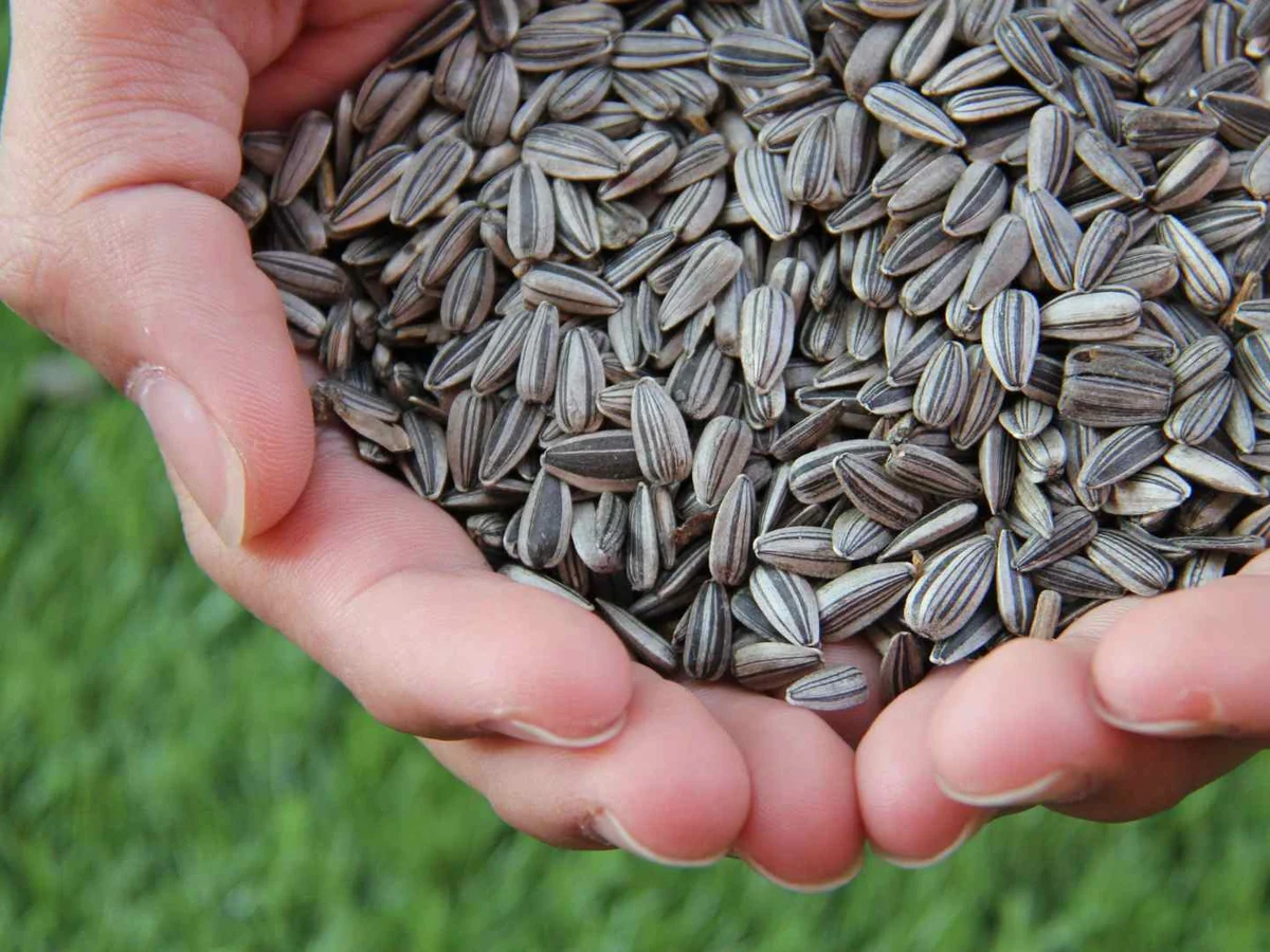 Two hands cupping a large pile of striped sunflower seeds.