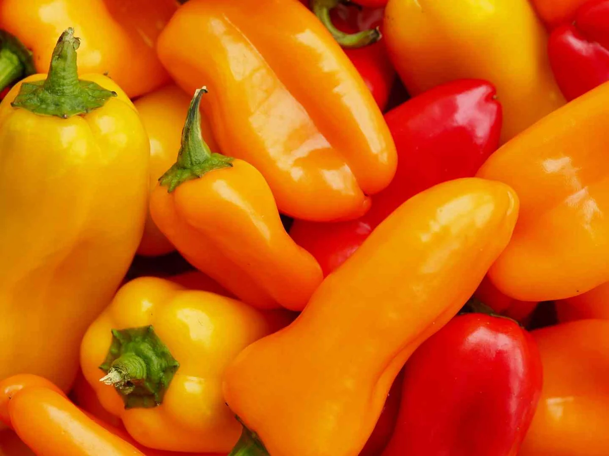 Small orange and yellow sweet peppers filling the frame