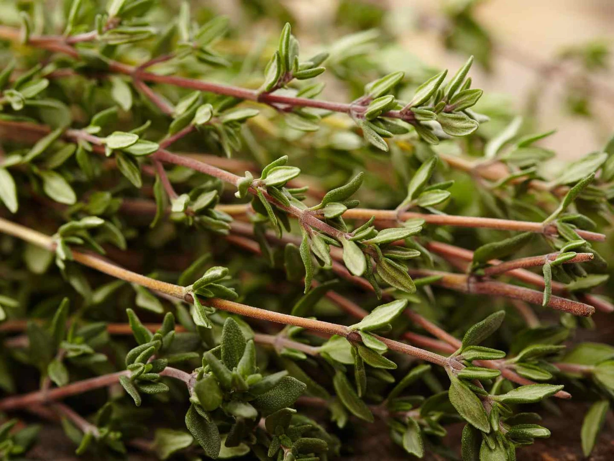 Fresh thyme sprigs filling the frame in close-up.