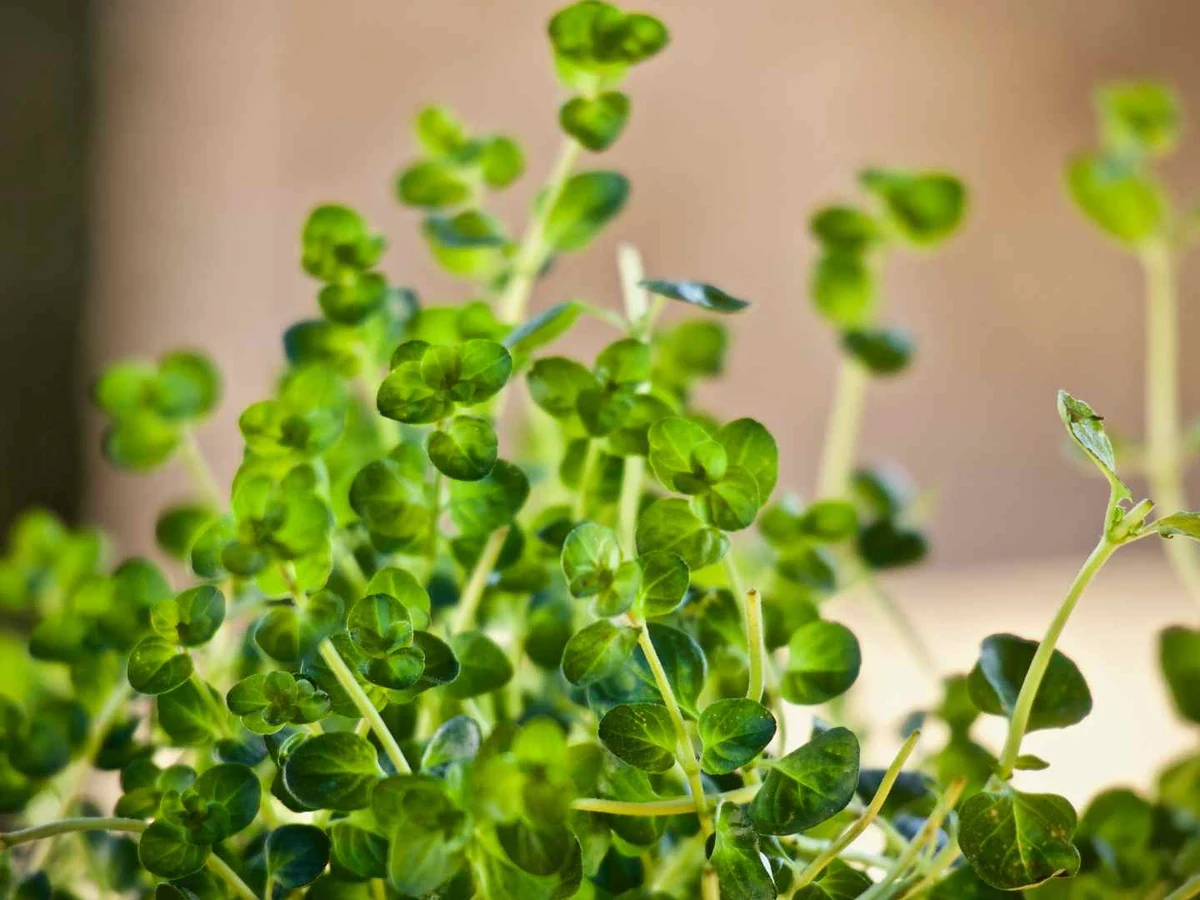 Fresh green thyme growing upright in a small indoor pot.