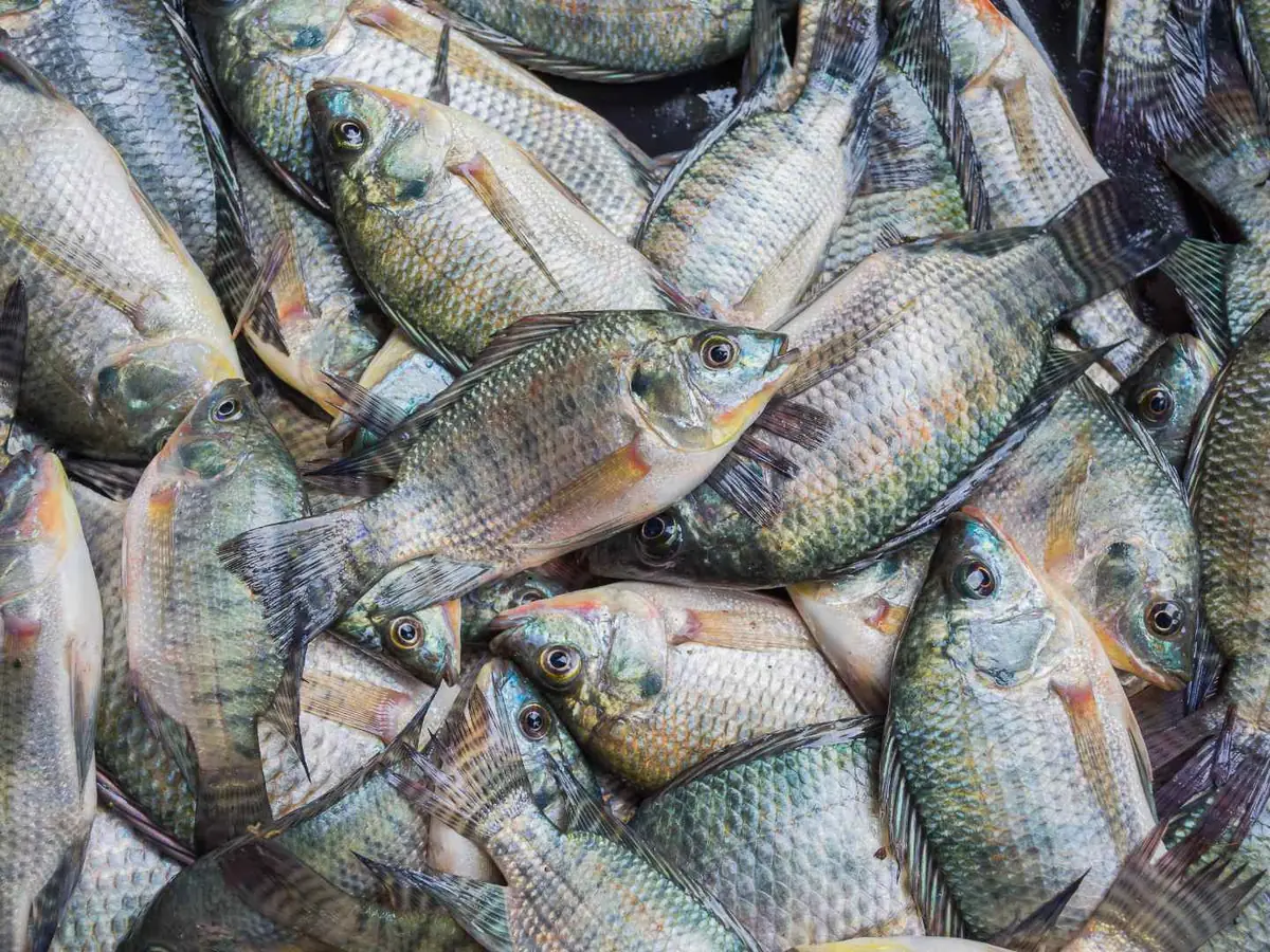 A dense pile of whole raw tilapia