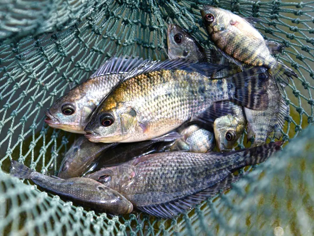 Several live tilapia gathered in a fishing net