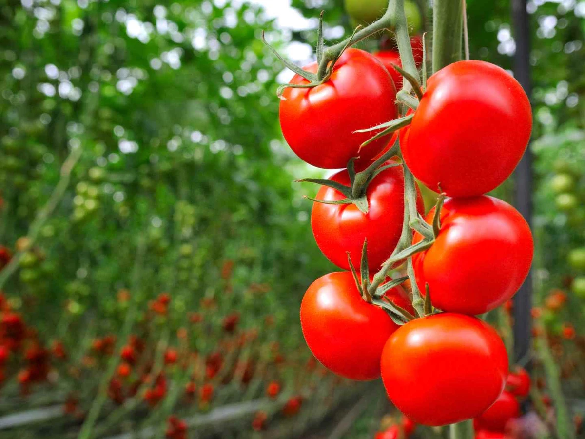 Clusters of ripe red tomatoes hanging on vines in a greenhouse.