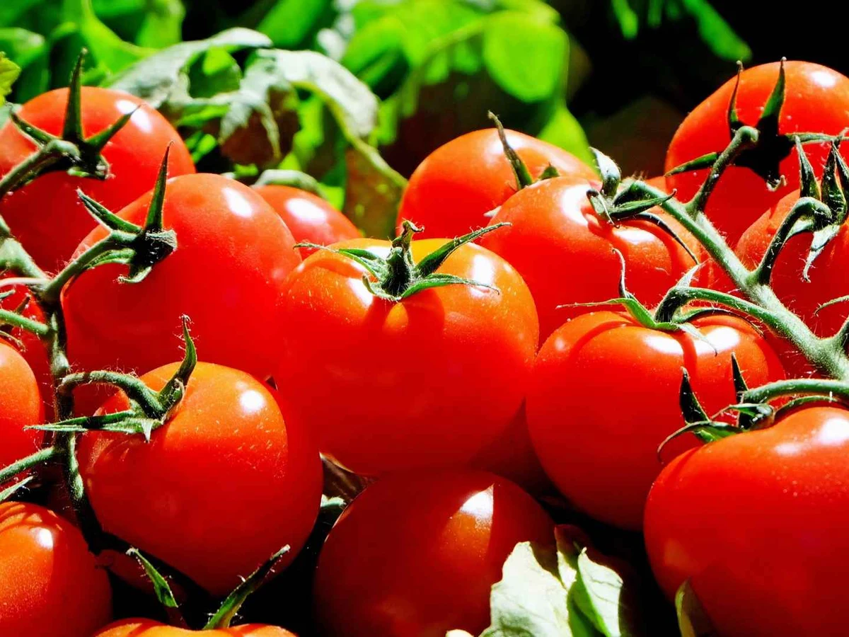 Ripe red tomatoes attached to green vines and surrounded by leaves.