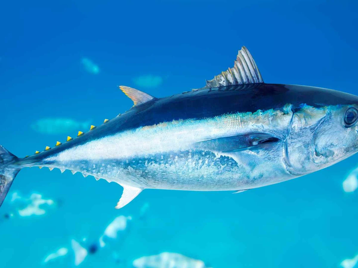 A whole tuna swimming underwater against a blue background.
