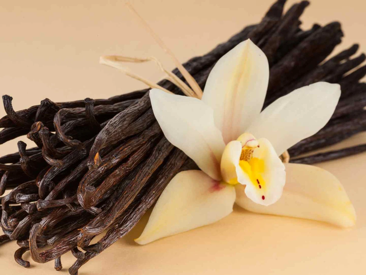A bundle of dark vanilla beans with two pale vanilla orchid flowers.