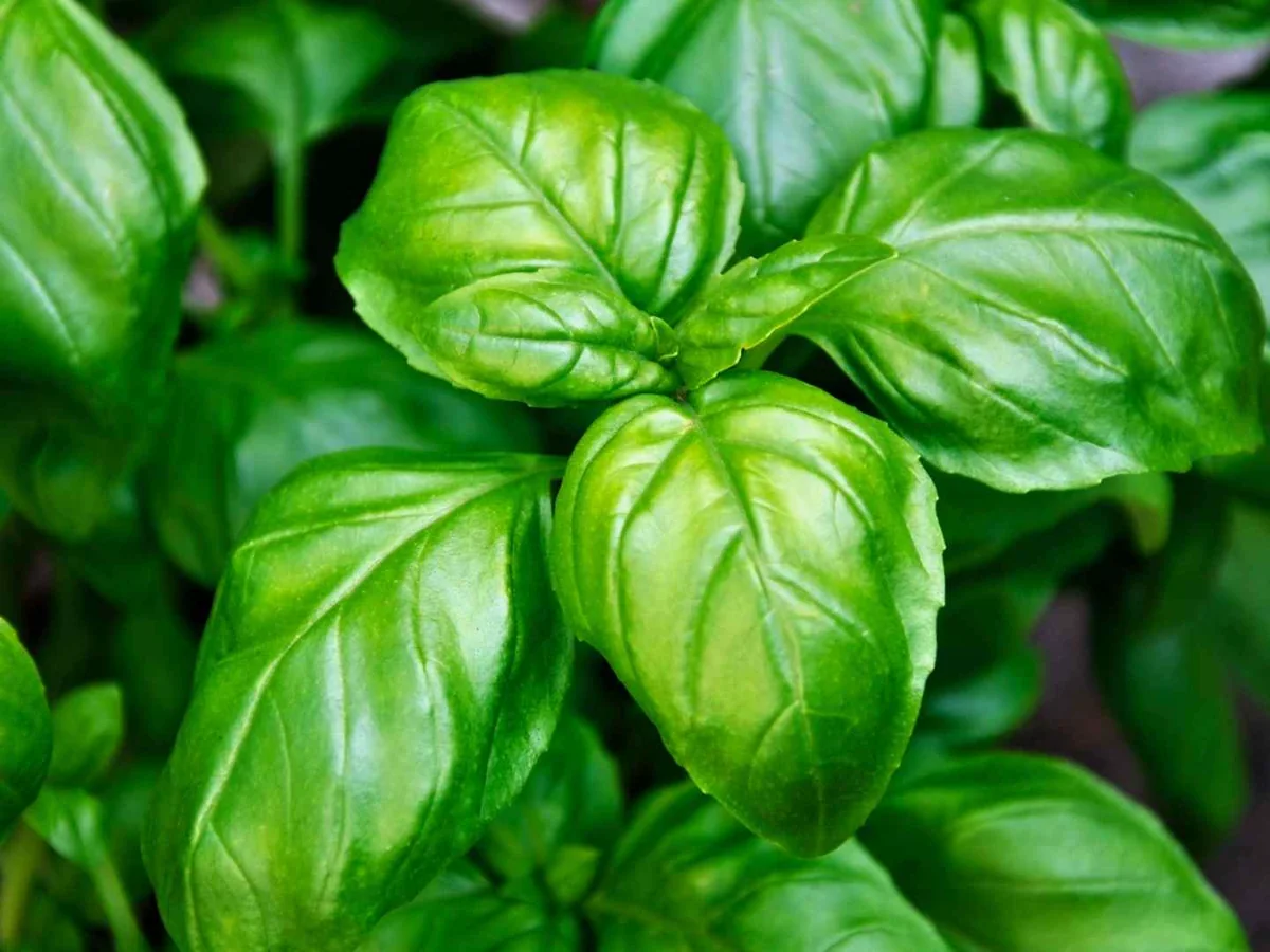 Close-up of overlapping bright green basil leaves