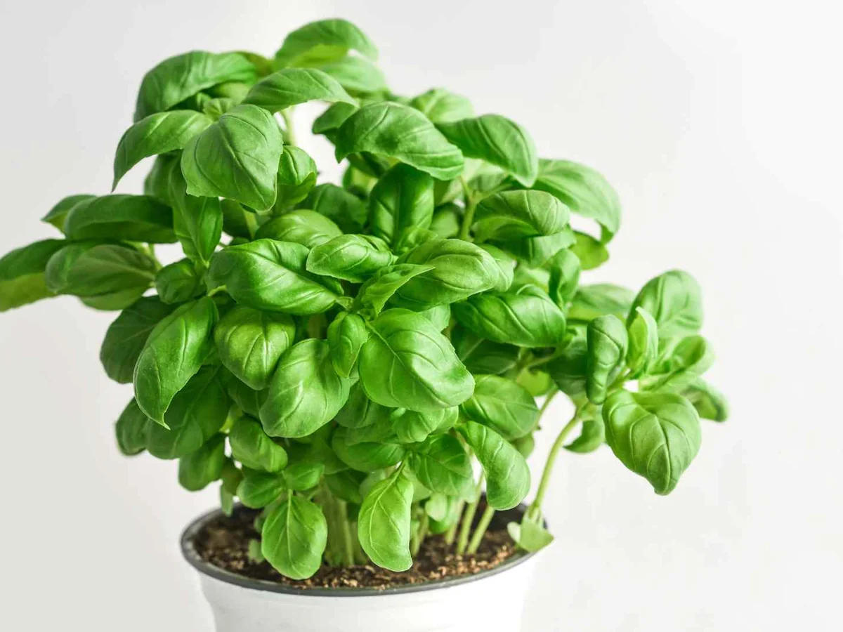 A small potted basil plant against a white background