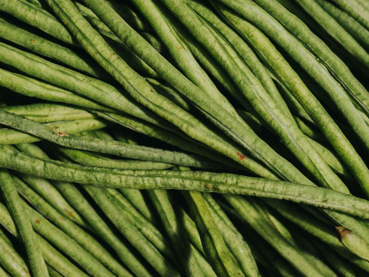 A close-up pile of long fresh green beans