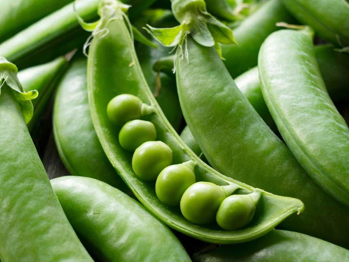 Close-up of fresh pea pods, including one split open