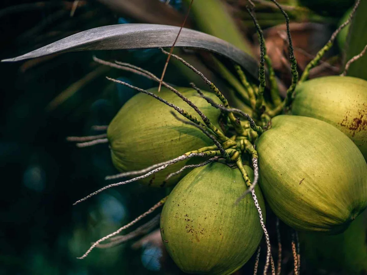 Green coconuts growing beneath palm fronds