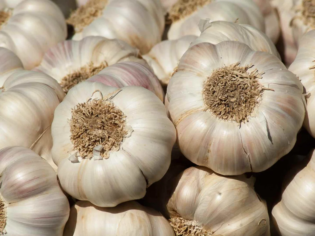 A close-up pile of whole garlic bulbs