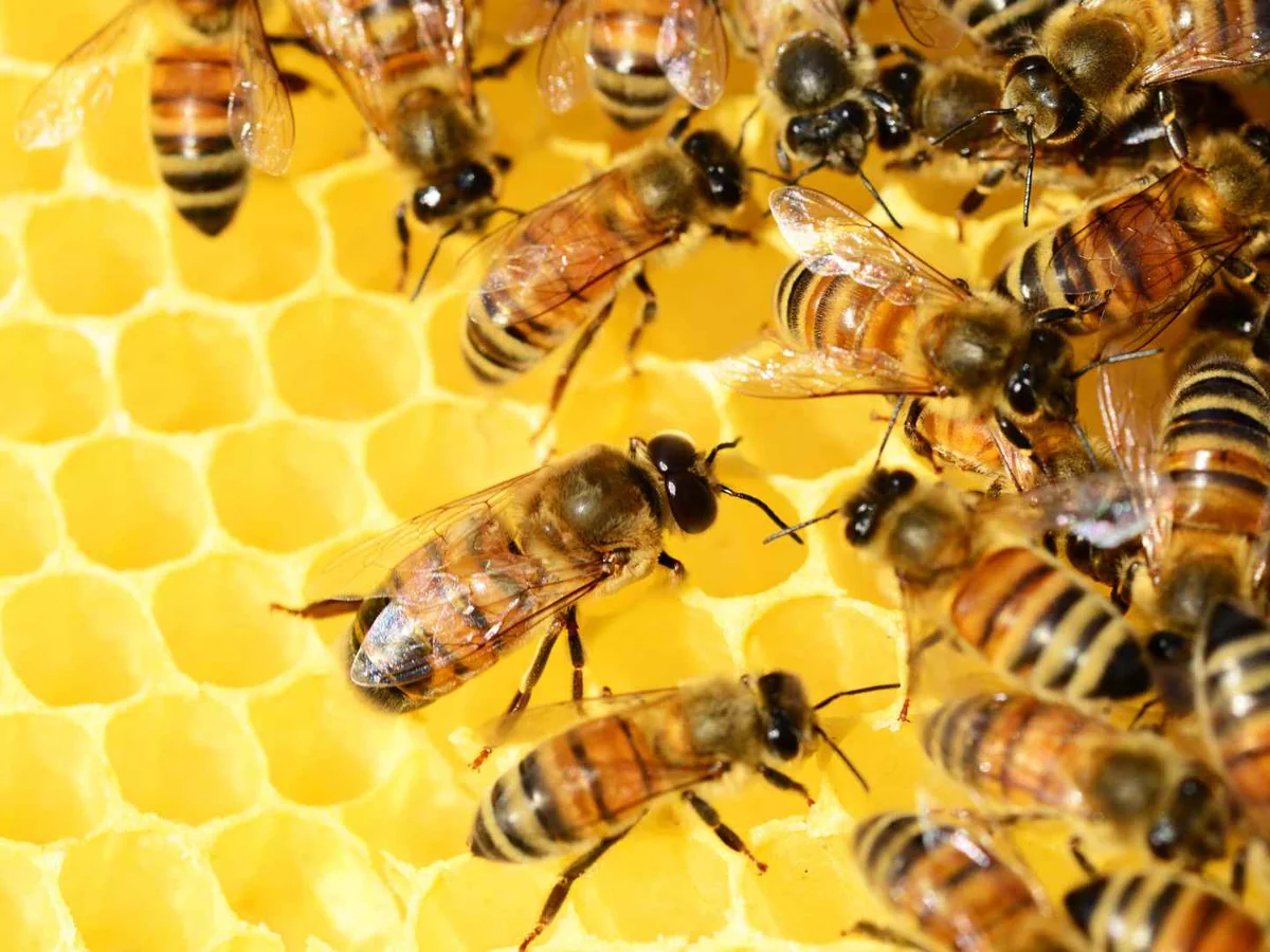 Honeybees clustered on bright yellow honeycomb