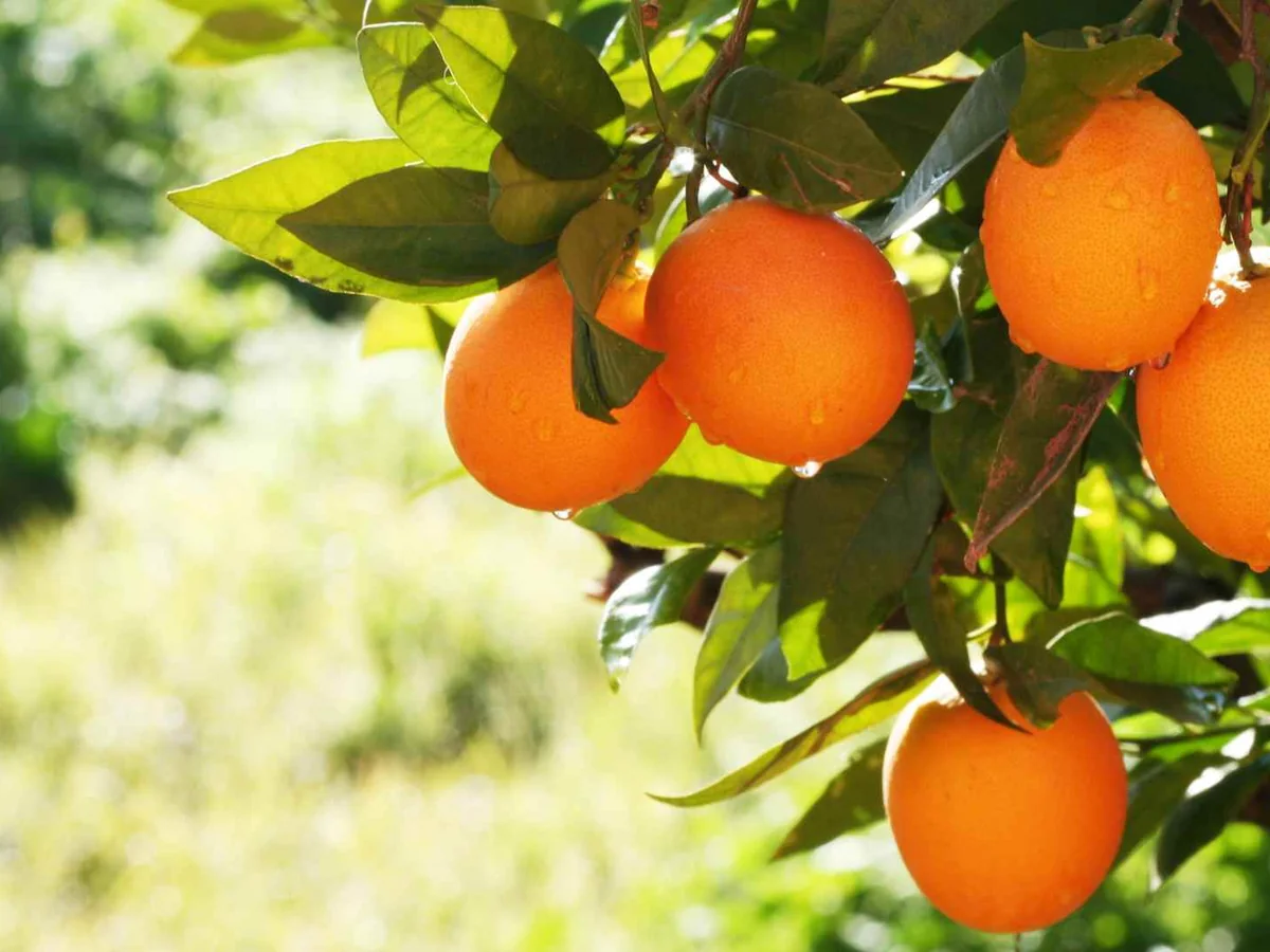 Ripe oranges hanging from a leafy tree