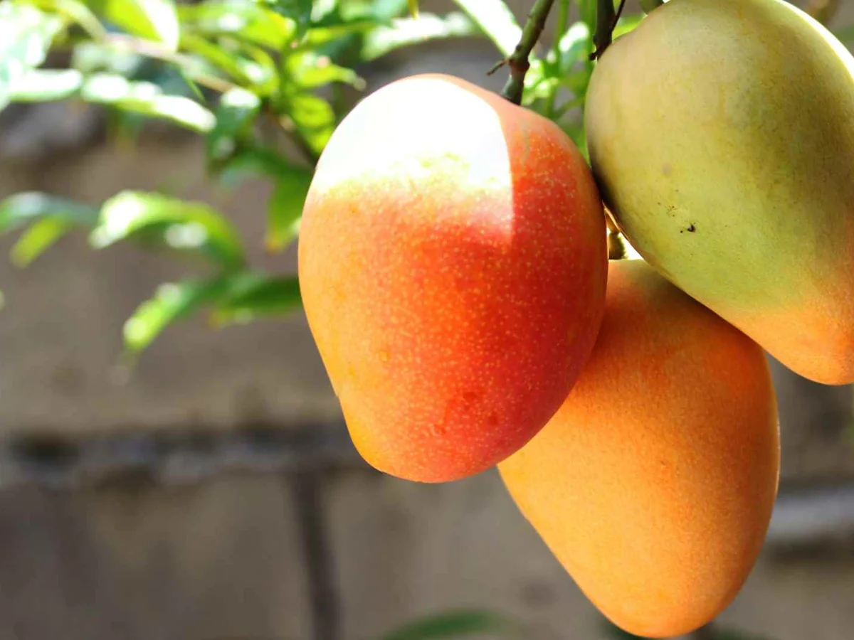 Two ripe mangoes hanging from a tree