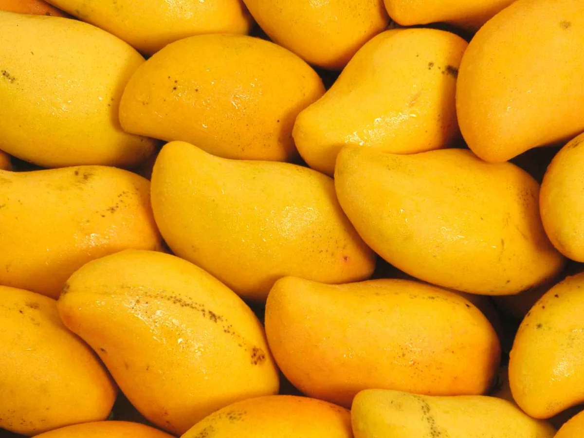 A close-up pile of small yellow mangoes