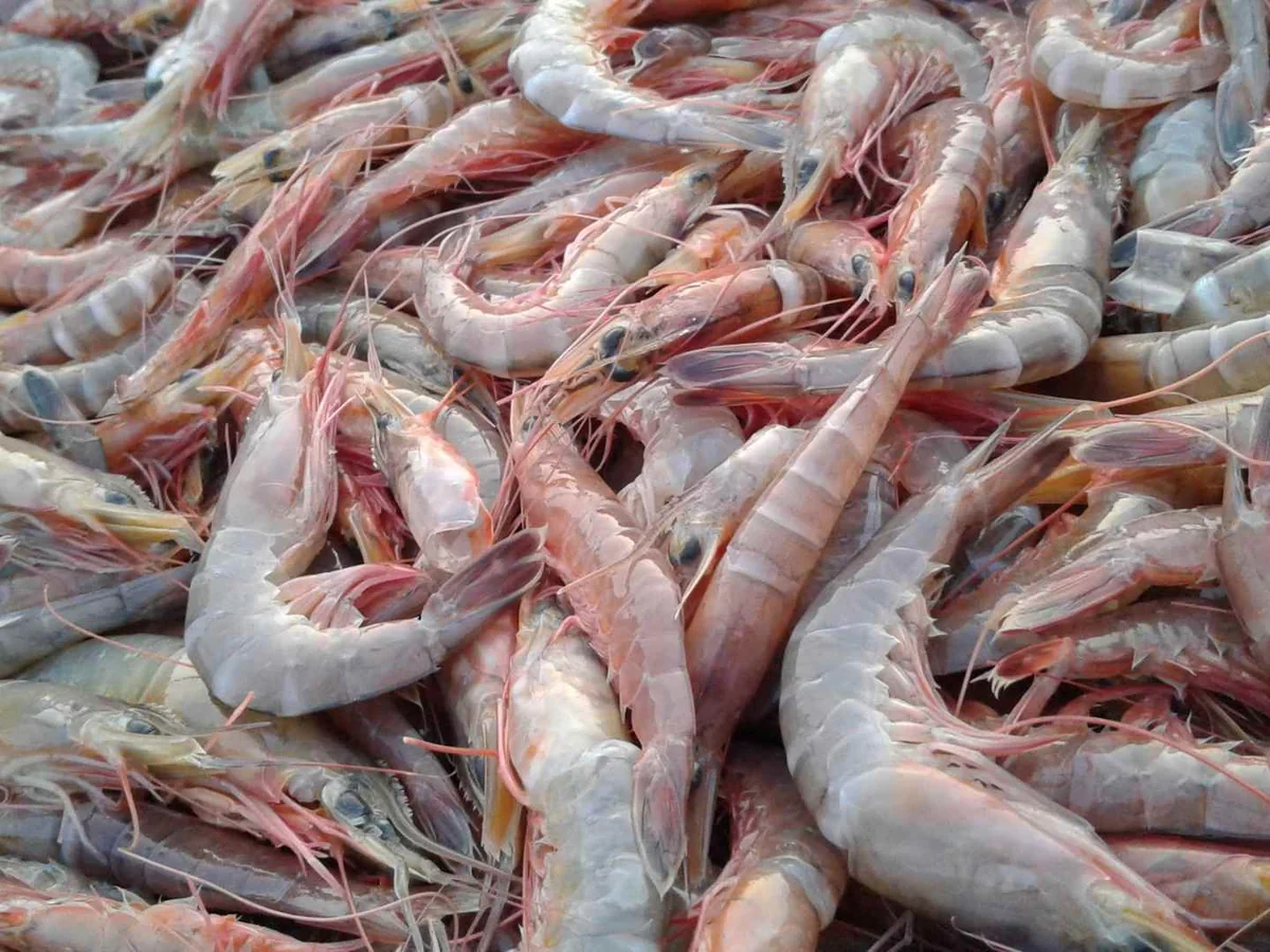 A dense pile of small raw shrimp