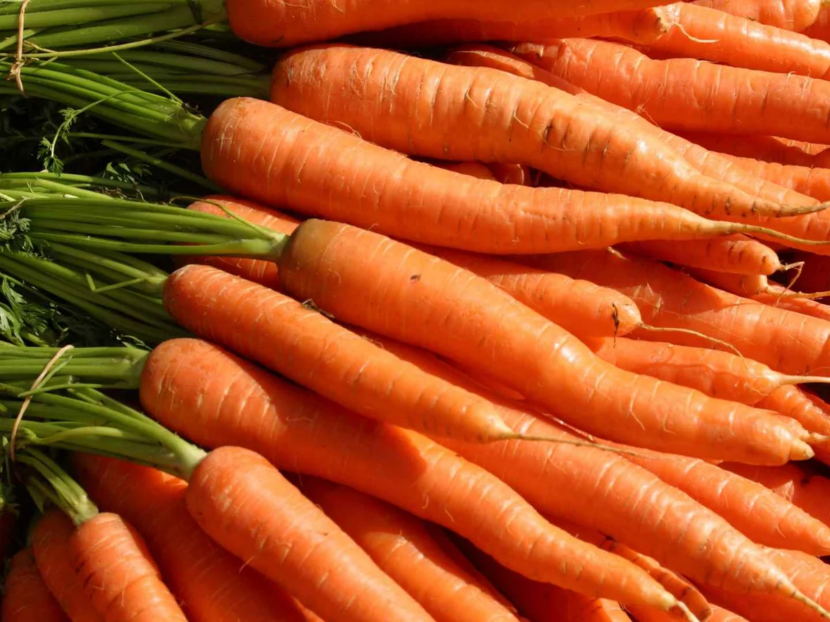 Rows of whole carrots with leafy green tops