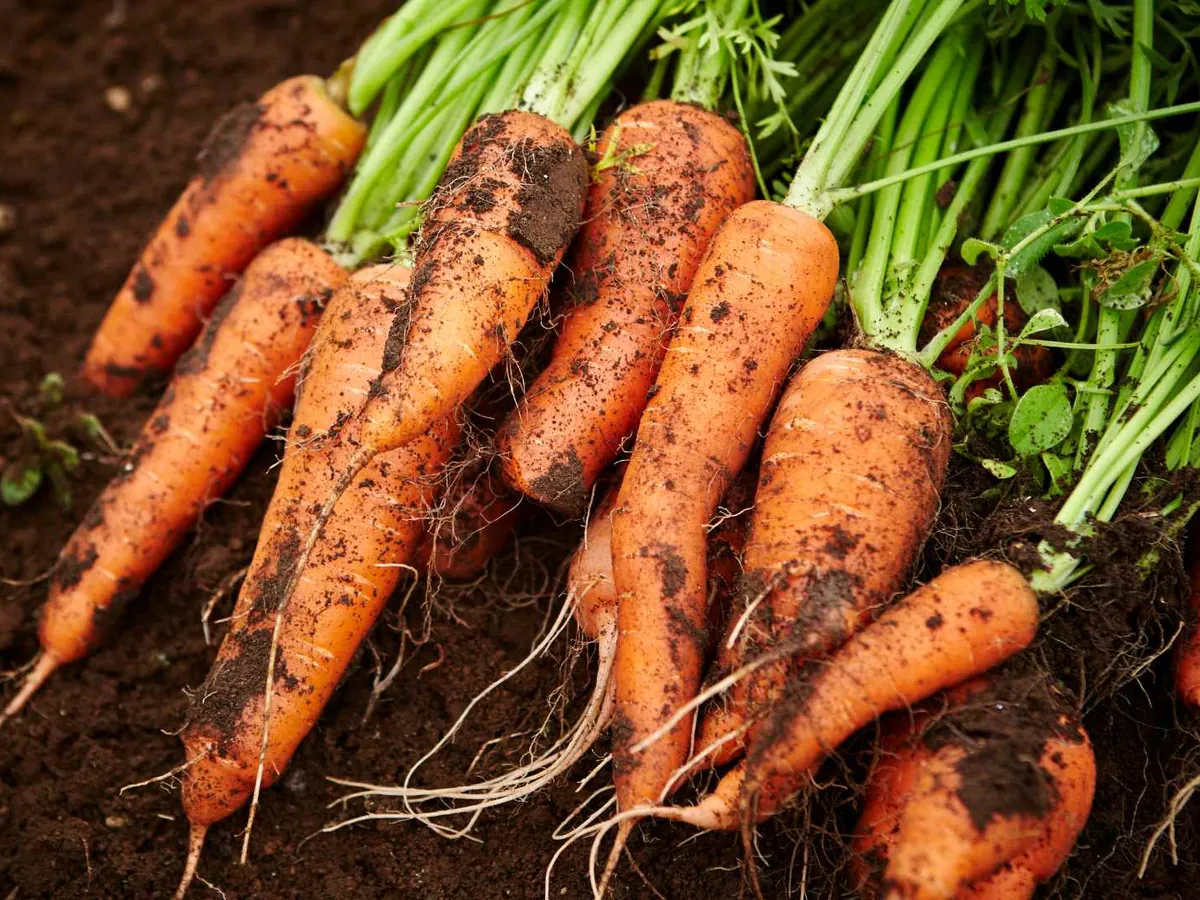 Freshly pulled carrots with soil and leafy tops