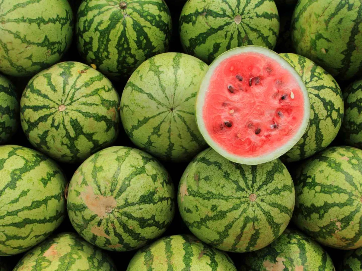 Whole watermelons surrounding one cut watermelon
