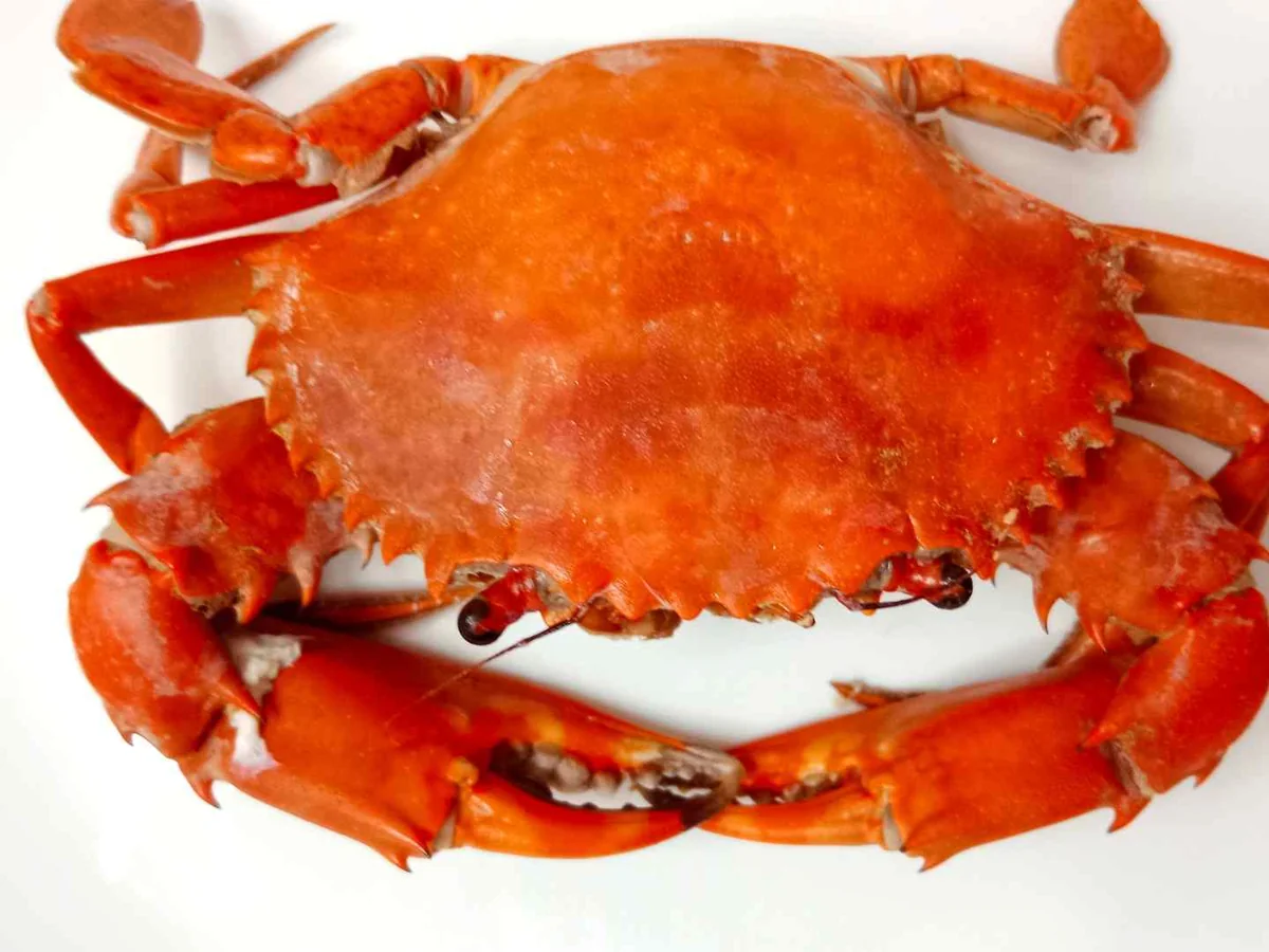 A whole cooked red crab on a white background