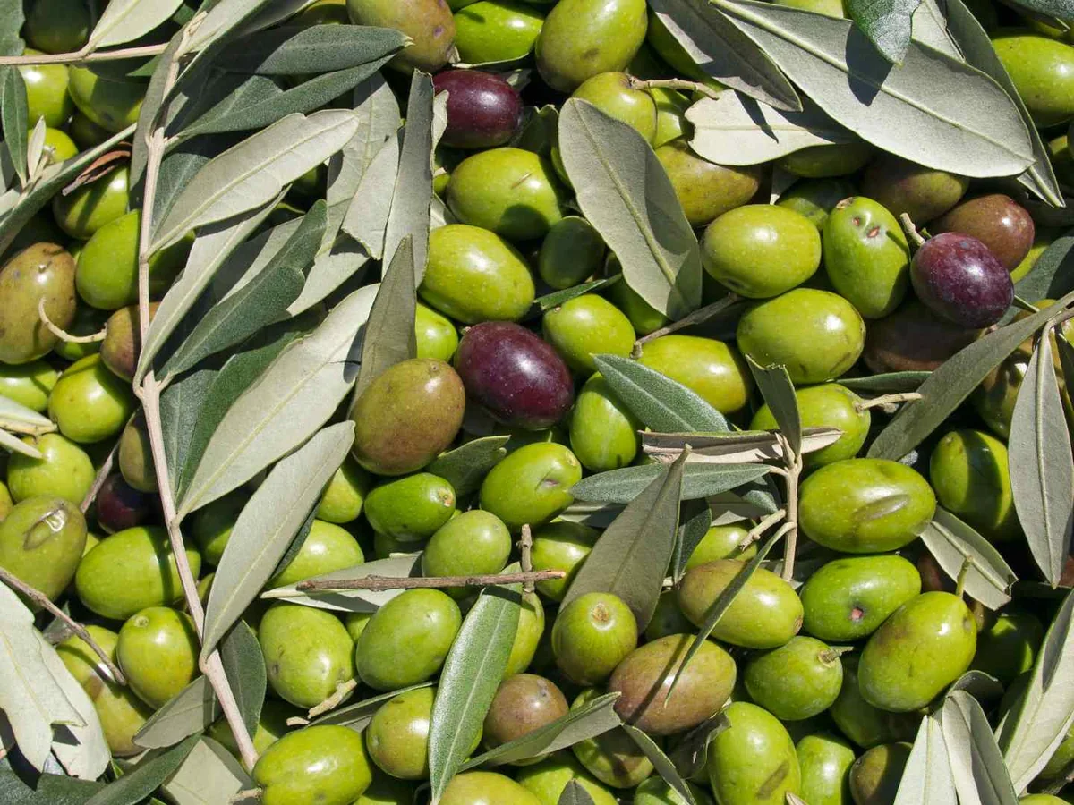 Green and purple olives growing among leafy branches